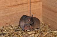 Souris - mâle et femelle